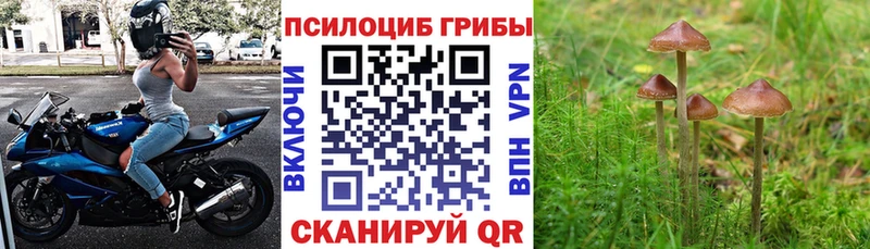 Галлюциногенные грибы Psilocybe Фурманов